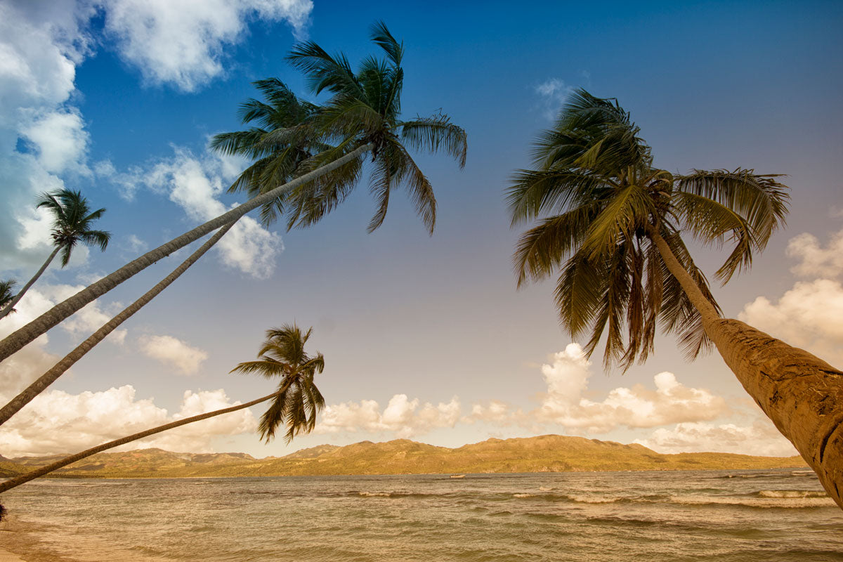 Coconut trees, the source of coir fiber
